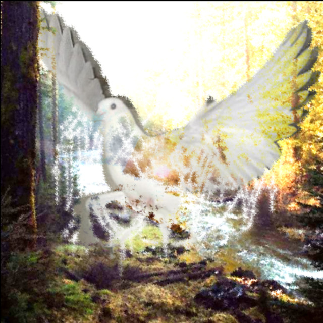 solace cover art