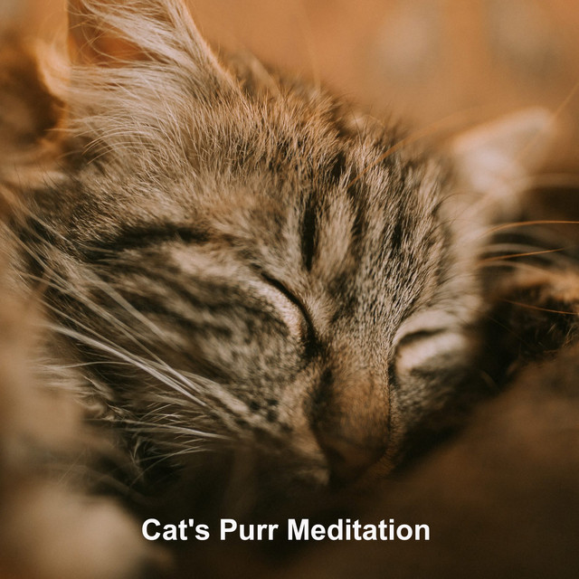 Snapshot of Cat Purr Frequencies For Inner Peace