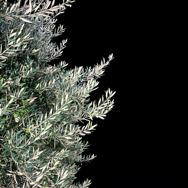 Olea cover art