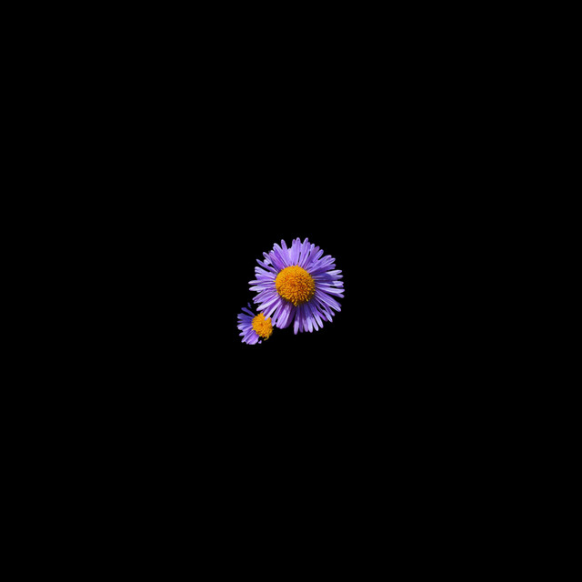 fool cover art