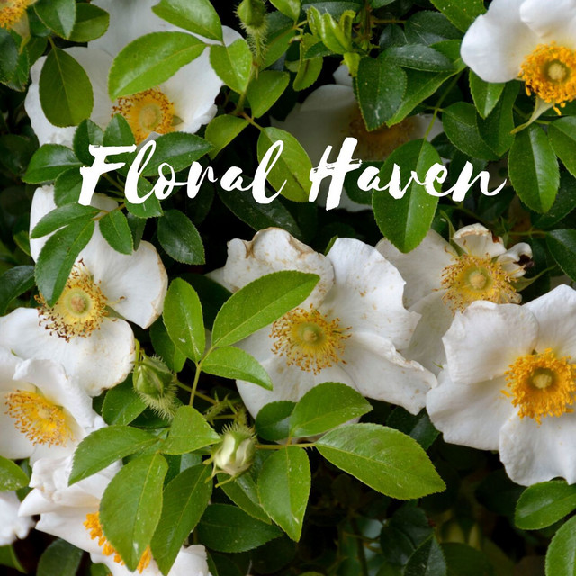 Floral Haven cover art