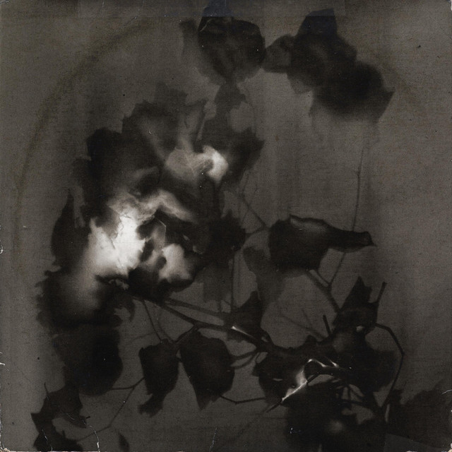 Wilt (single)
