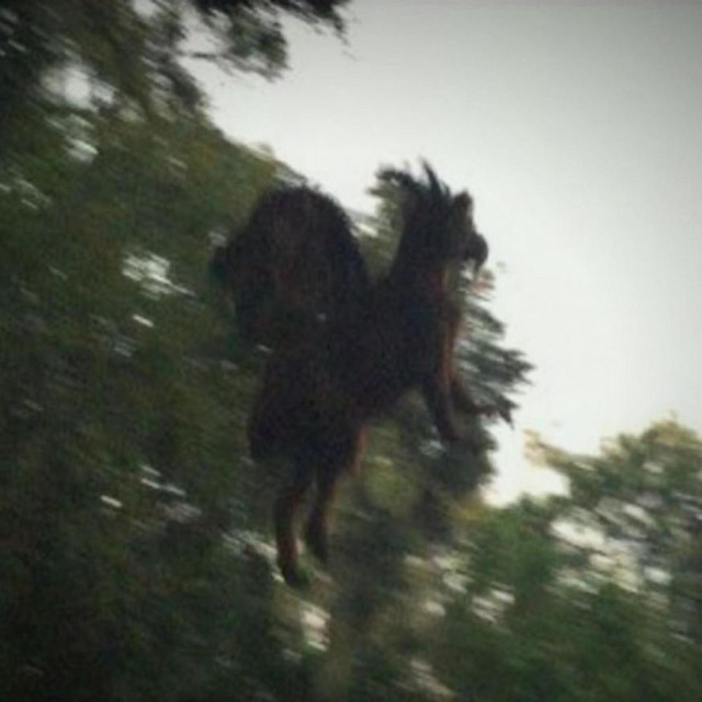 JERSEY DEVIL cover art