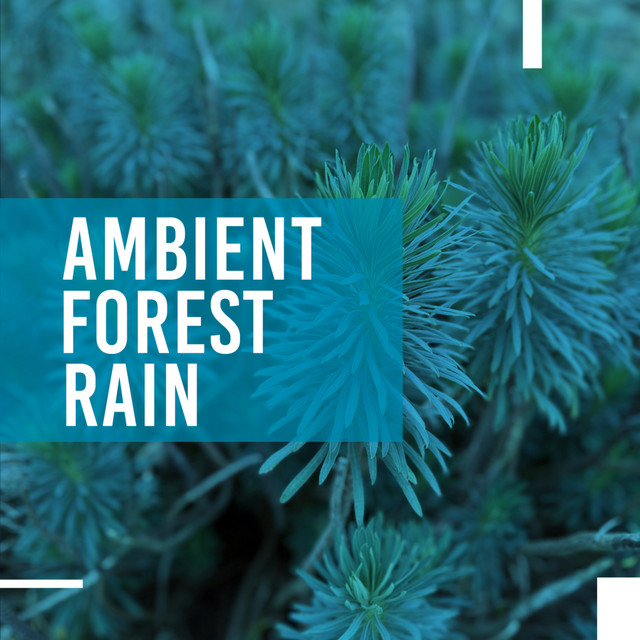 Ambient Forest Rain cover art