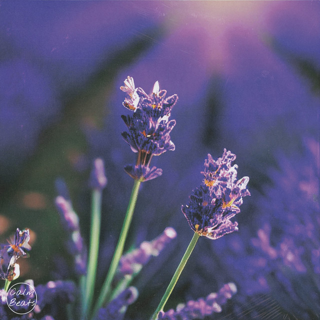Lavanda cover art