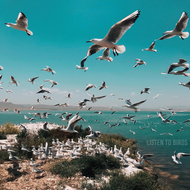 Listen To Birds cover art