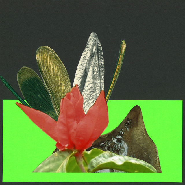 Insects cover art