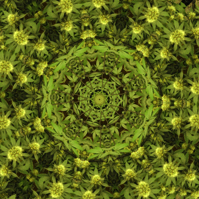 Alouatta cover art