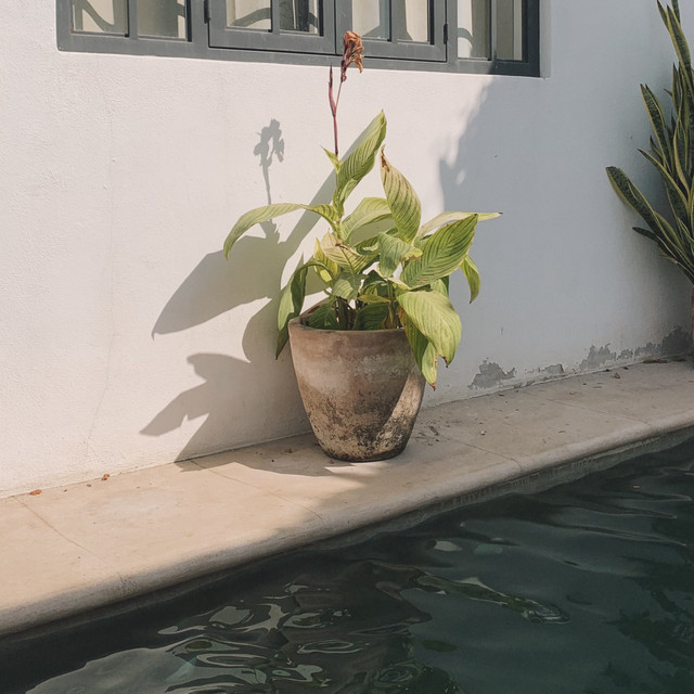 San Pancho cover