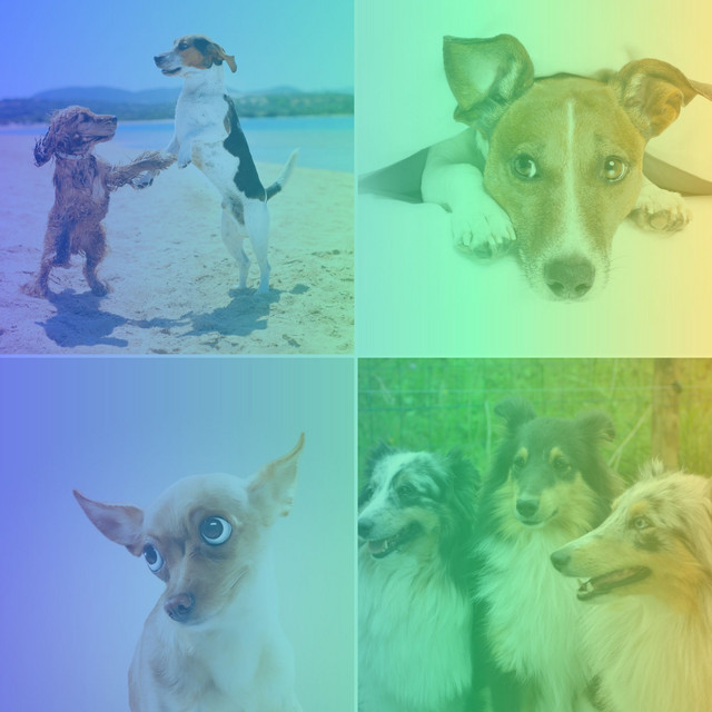 Music for Dogs Training (Trumpet Jazz) - Album by Dog Music | Spotify