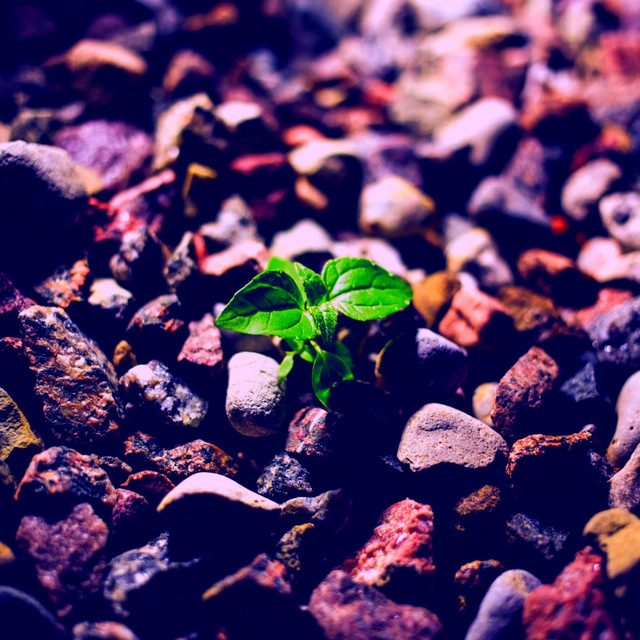 The Journey Of Life