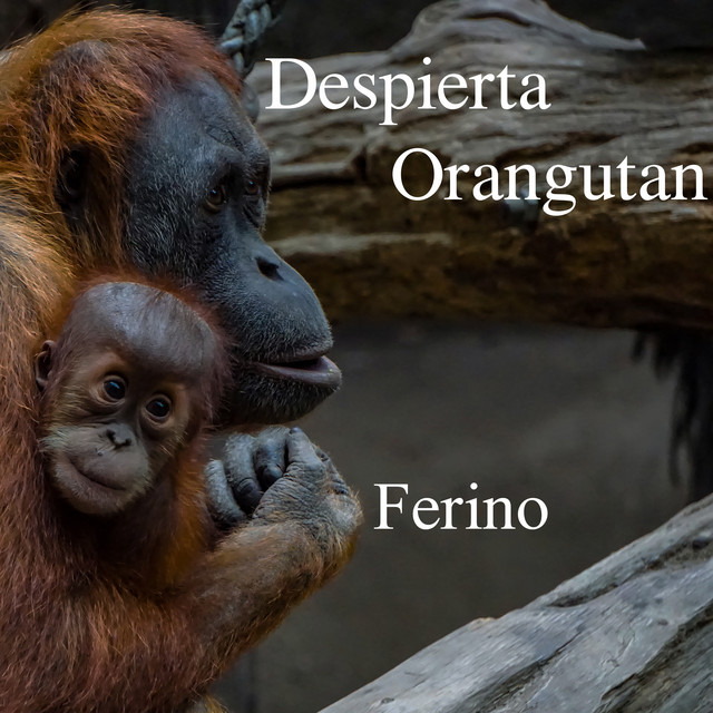 Despierta Orangutan cover art