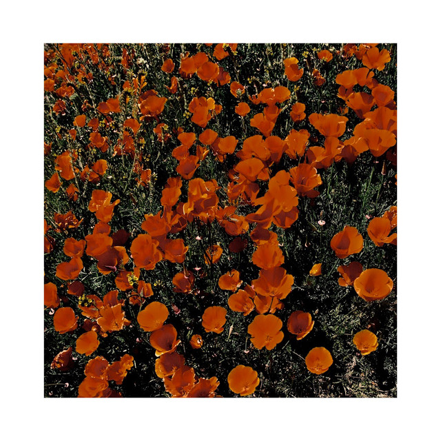 Recognize cover art