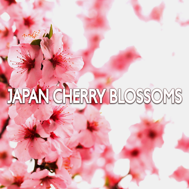Japan Cherry Blossoms (Beautiful Meditation Music for Thai Massage