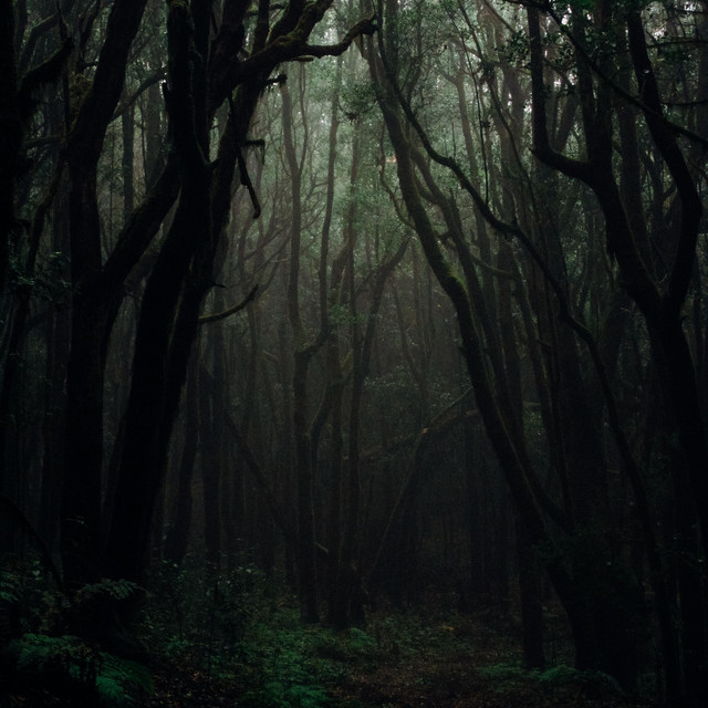 In The Woods