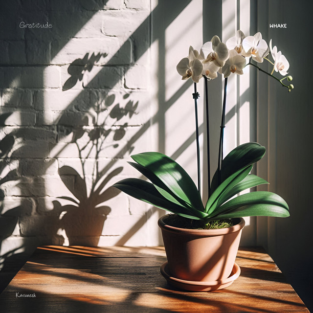 Gratitude cover art