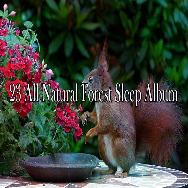 23 All Natural Forest Sleep Album!!!! - Album by Nature Sounds Nature ...