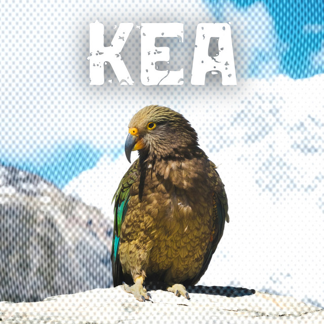 Kea album image