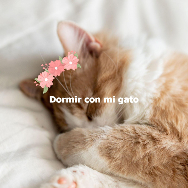 Dormir con mi gato cover art