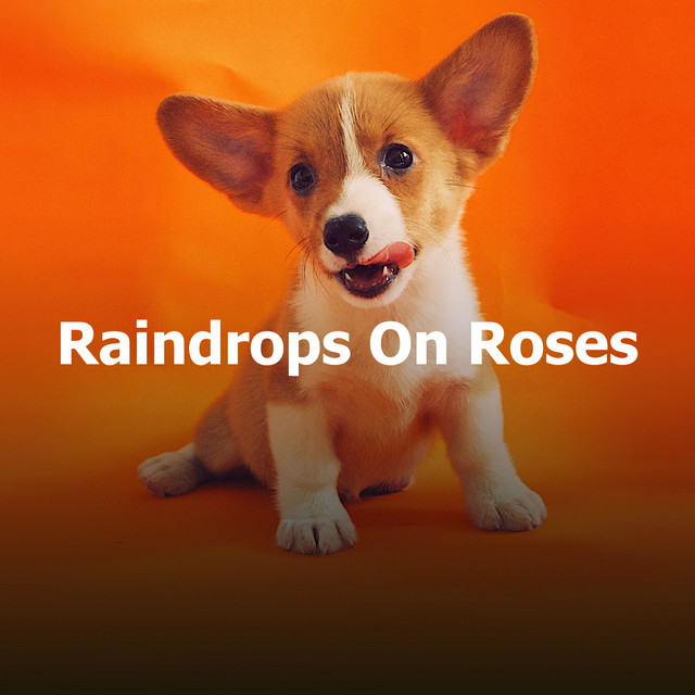 Raindrops On Roses - Album by Calming Music for Dogs | Spotify