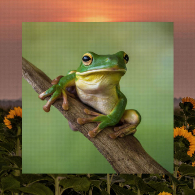 shy little frog - slowed & reverb