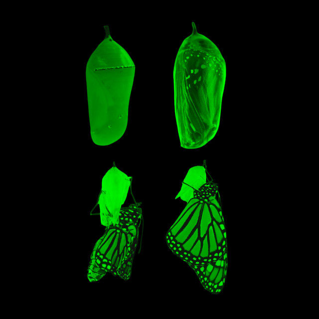 Transition EP cover art