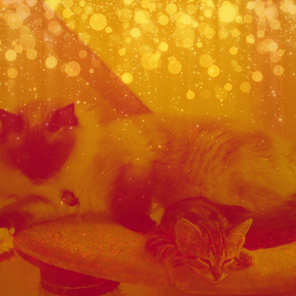 Number One (Resting Kittens) cover art
