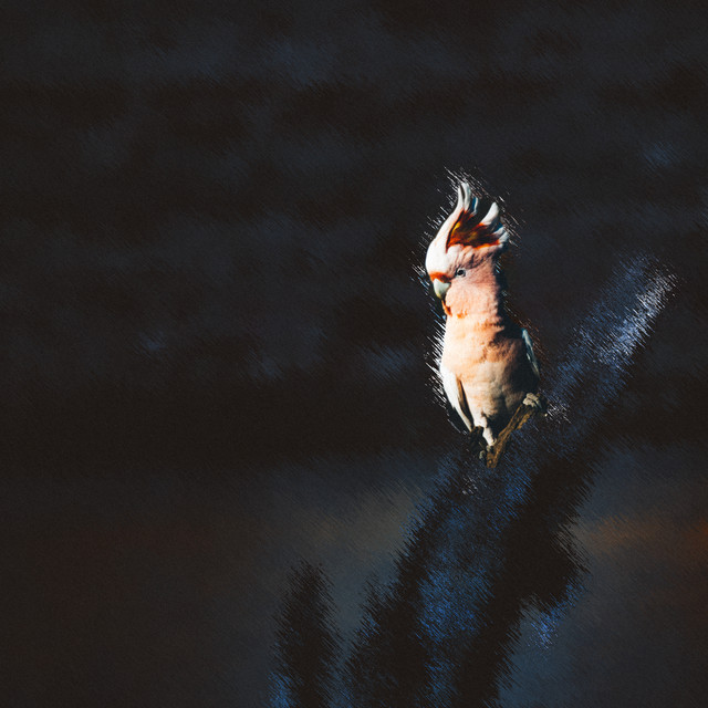 Dawn Chorus cover art