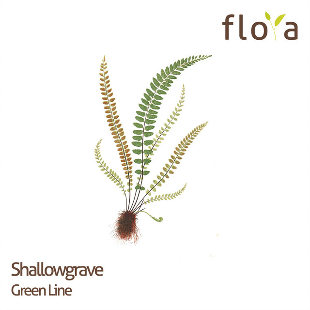 Shallow Grave Photo