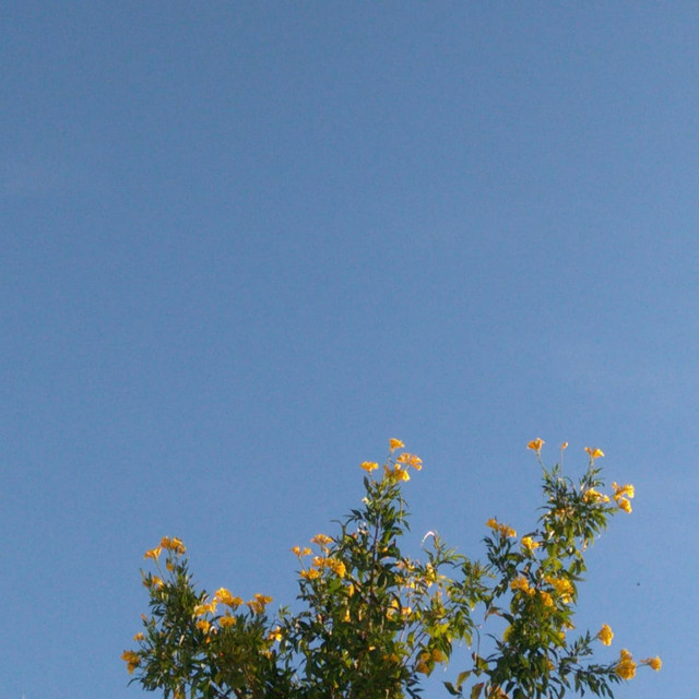 Flores