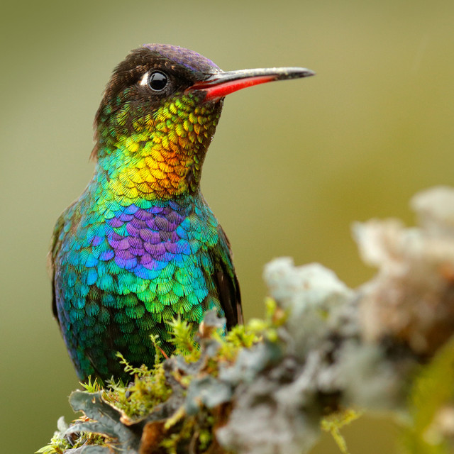 Pássaros Na Floresta: Vozes De Pássaros Naturais cover art