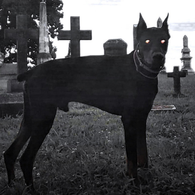 Leash cover art