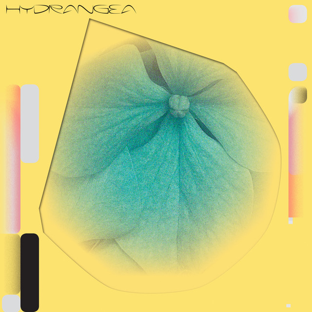 Hydrangea cover art