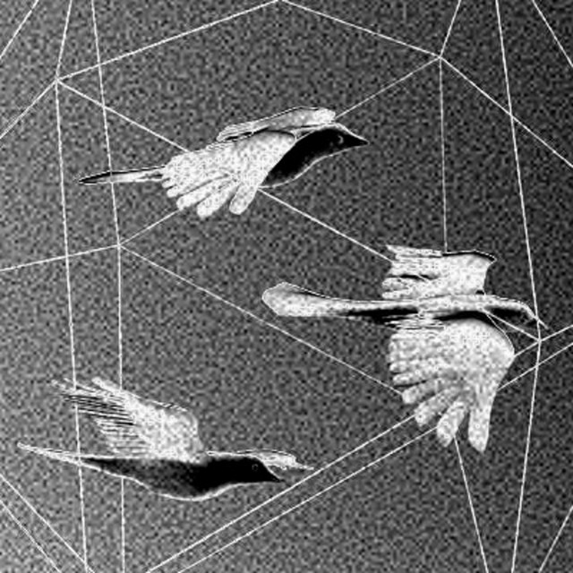 Doves cover art
