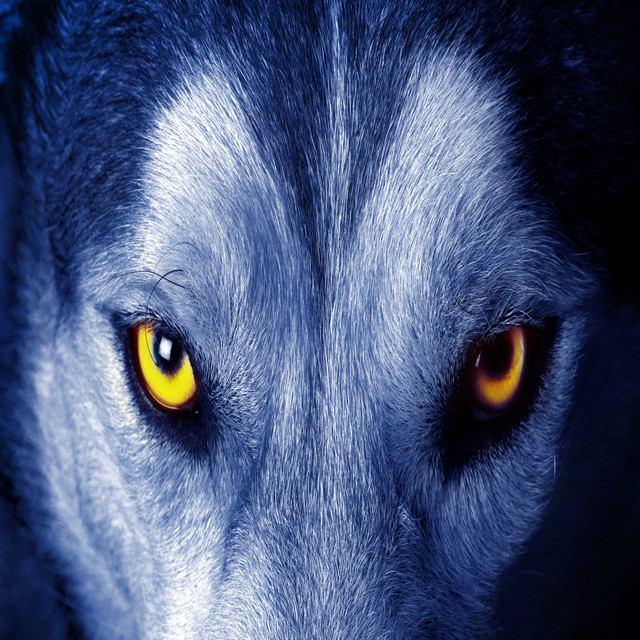 Alone wolf cover art
