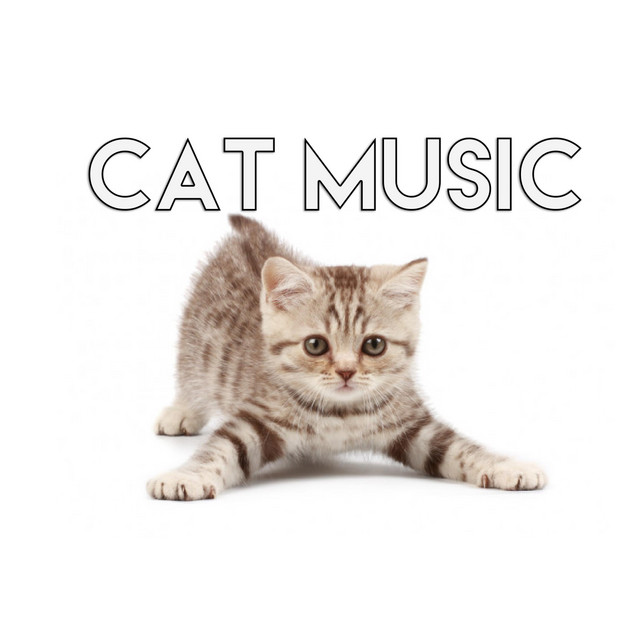 Cat Music Love