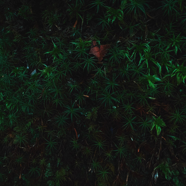 Rain cover art