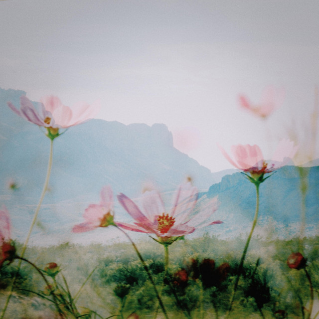 Desert Flower cover