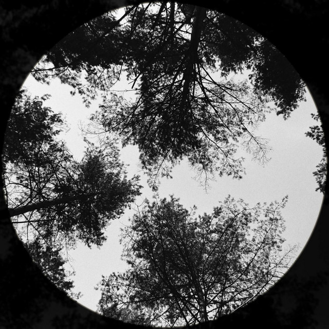 Dense Forest cover art