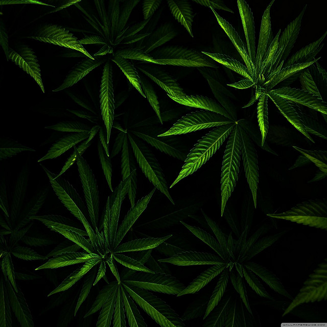 Weed Farm Instrumentals cover art