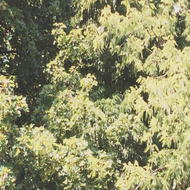 Omslag för Circle Of Veins av Sadness