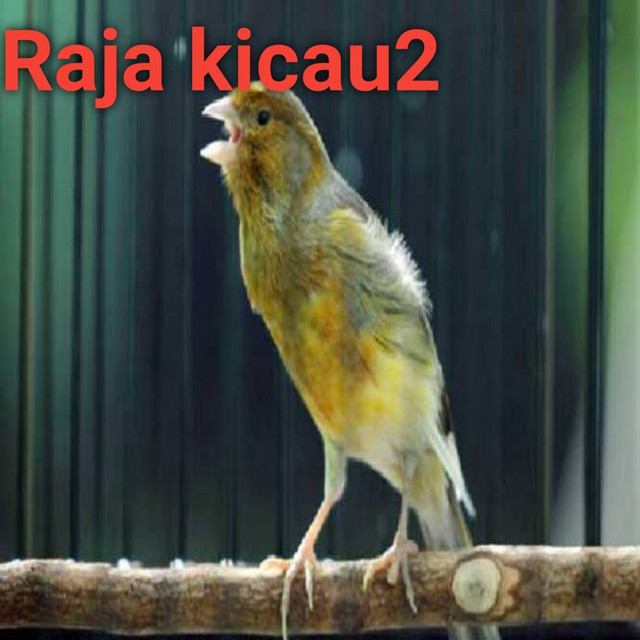 Raja kicau2