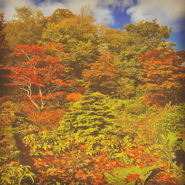 Autumn Haze cover art