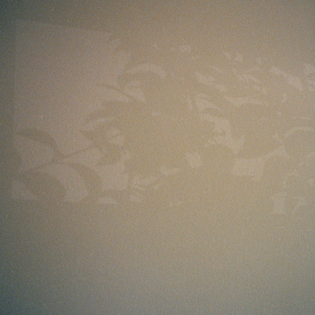 juniper album image