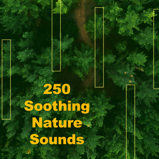 250 Relaxing Forest FX ! ! ! ! - Album by Forest Sounds | Spotify