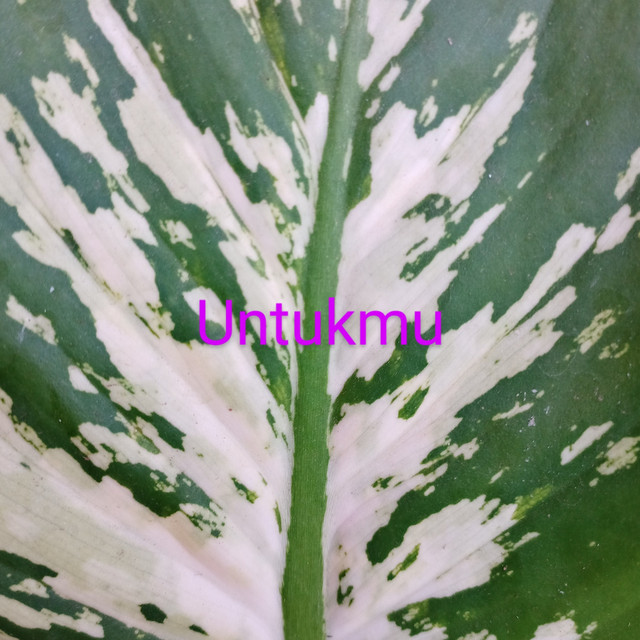 Nuraini