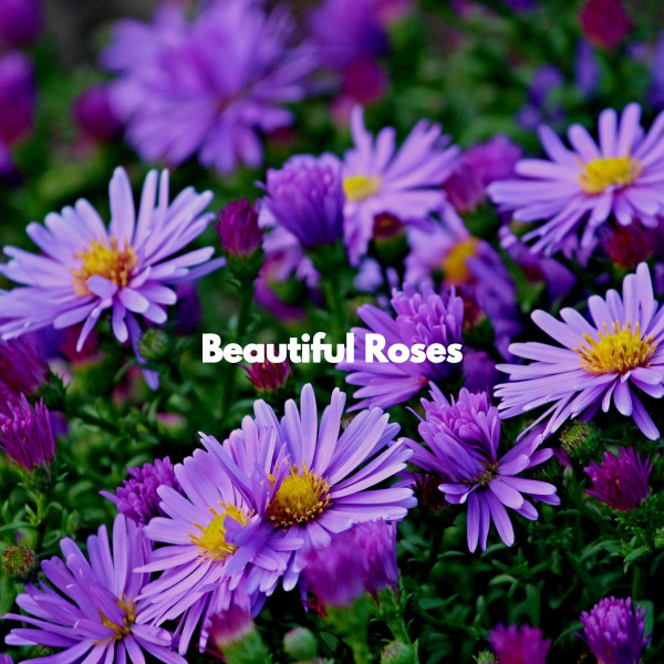 Beautiful Roses - Album by New Orleans Jazz Band | Spotify