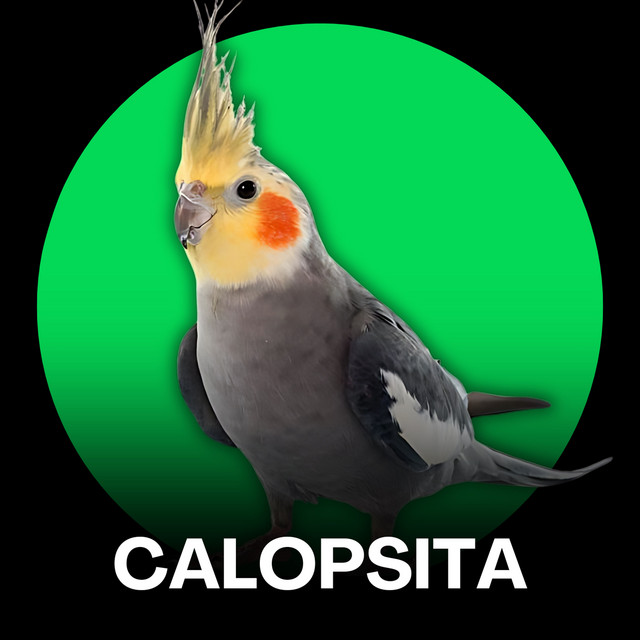 Calopsita - Hinos de Times (Treinamento) cover art