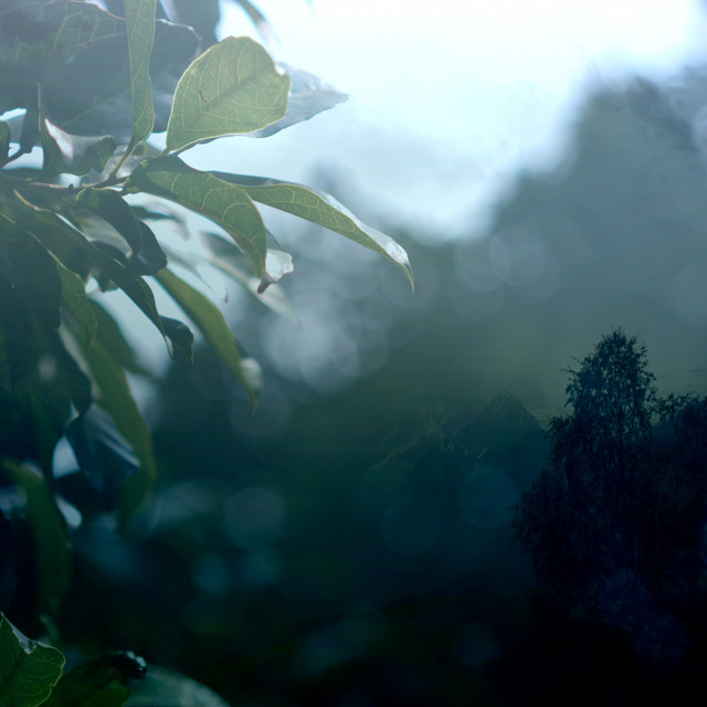 rainforms cover art