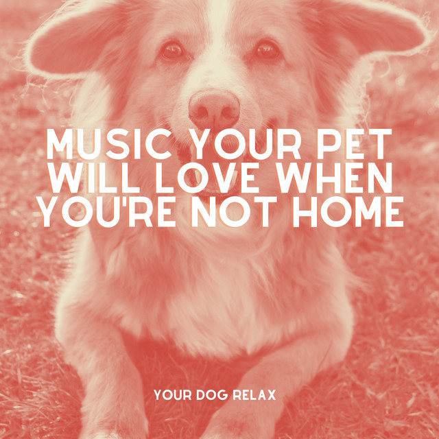 Your Dog Relax